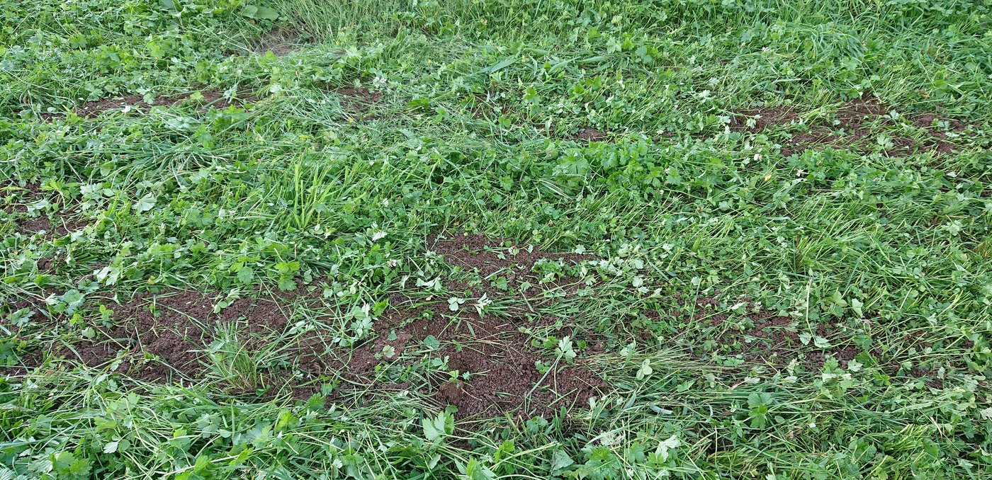 Mäusebekämpfung soll zu weniger Erde in Silage führen.