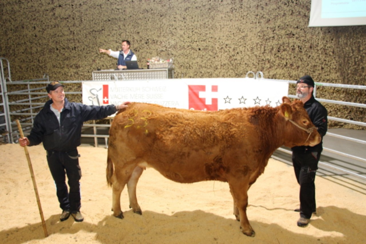 Die teuerste Tier des Abends war «Carmela», ein hochträchtiges Limousin-Rind von der Besitzerin Monika Wittwer aus Emdthal. (Bild Hans Rüssli)