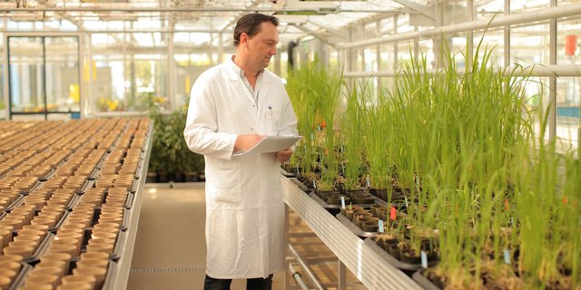 Biologe Frederic Bach führt in einem Treibhaus des neuen Kompetenzzentrums Diagnosetests durch. (Bild: BayerCropScience)