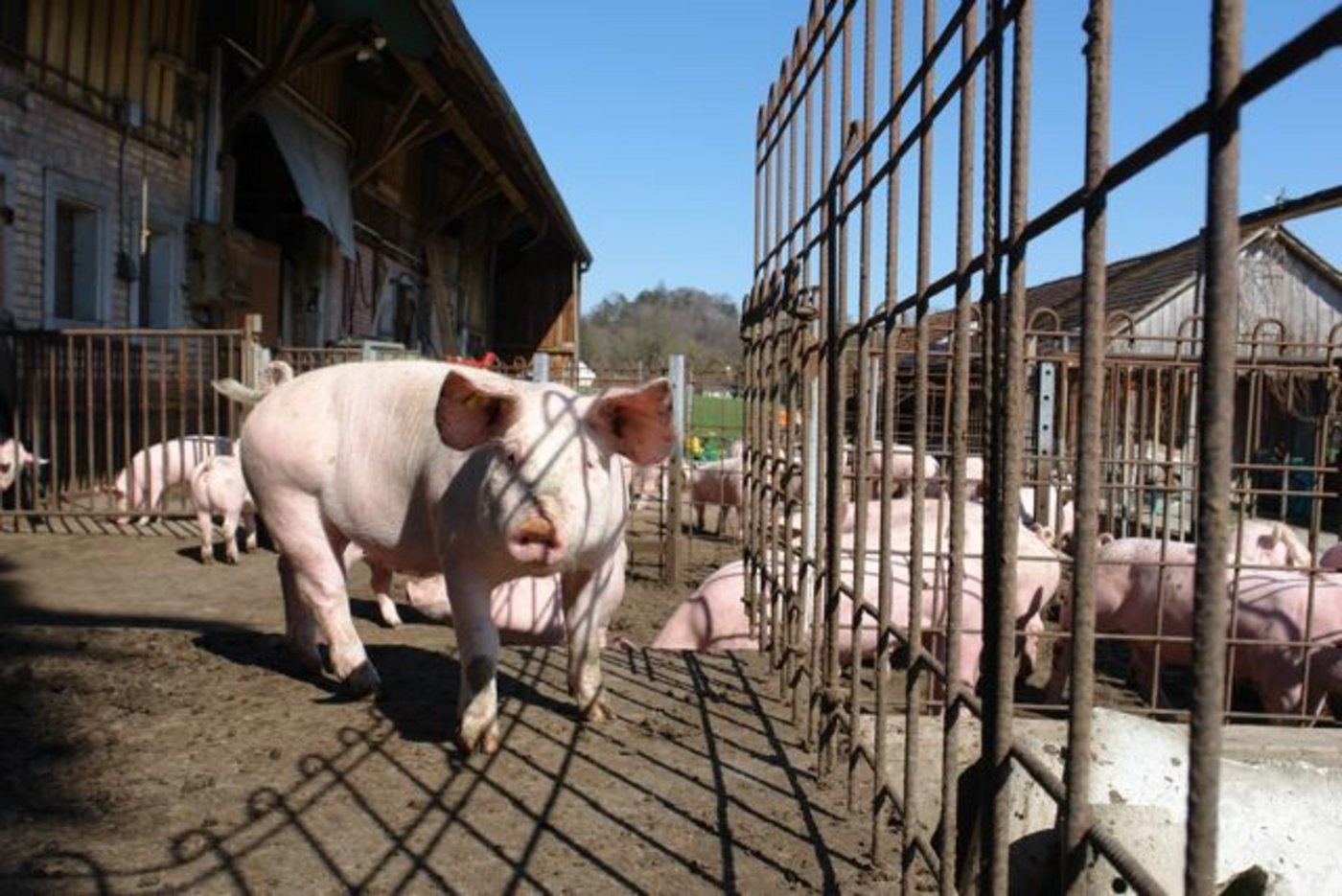 Die Chinesen benötigen Schweinefleisch.