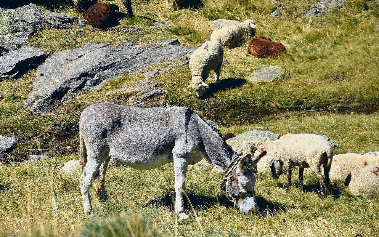 Auf der Alp sind auch zwei Esel dabei. Sie tragen die mobilen Zäune, Werkzeug und das Futter für die Hunde.