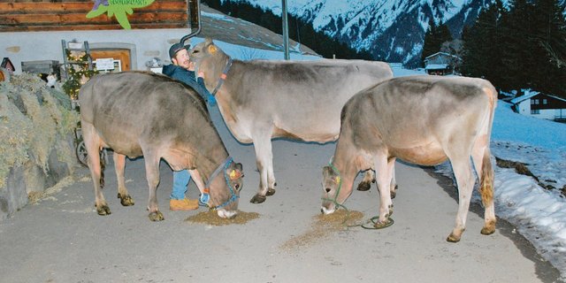 Ein starkes Prättigauer Team: Lukas Meier mit  Blooming Fasca (Mitte) und ihren Töchtern Salomon Sarina (links) und Lennox Lucy (rechts). (Bild Rolf Meier)