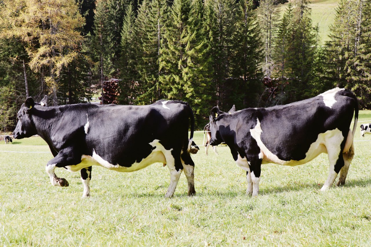 Zwei Kühe aus der Herde von Martin Bläsi: die grosse Kuh (l.) liefert etwas mehr Milch. Rentabler ist aber die kleine Kuh. Sie braucht für sich selbst weniger Futter bei fast gleicher Milchleistung.