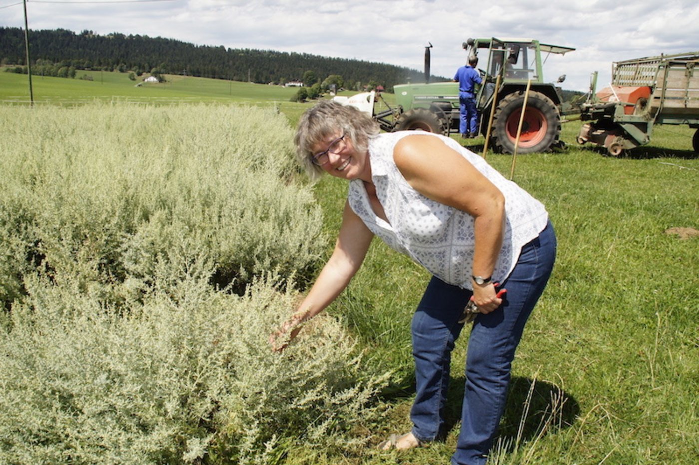 Der Wermut gibt viel Handarbeit. (Bild lid)