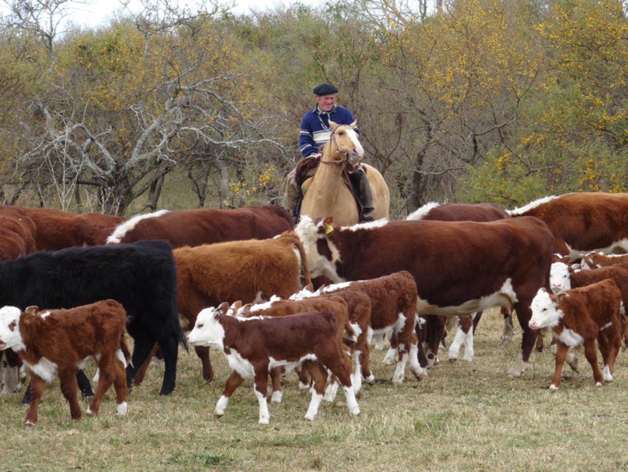 Für den Rindfleischexporteur Argentinien ist China ein wichtiges Absatzland. (Bild lid)