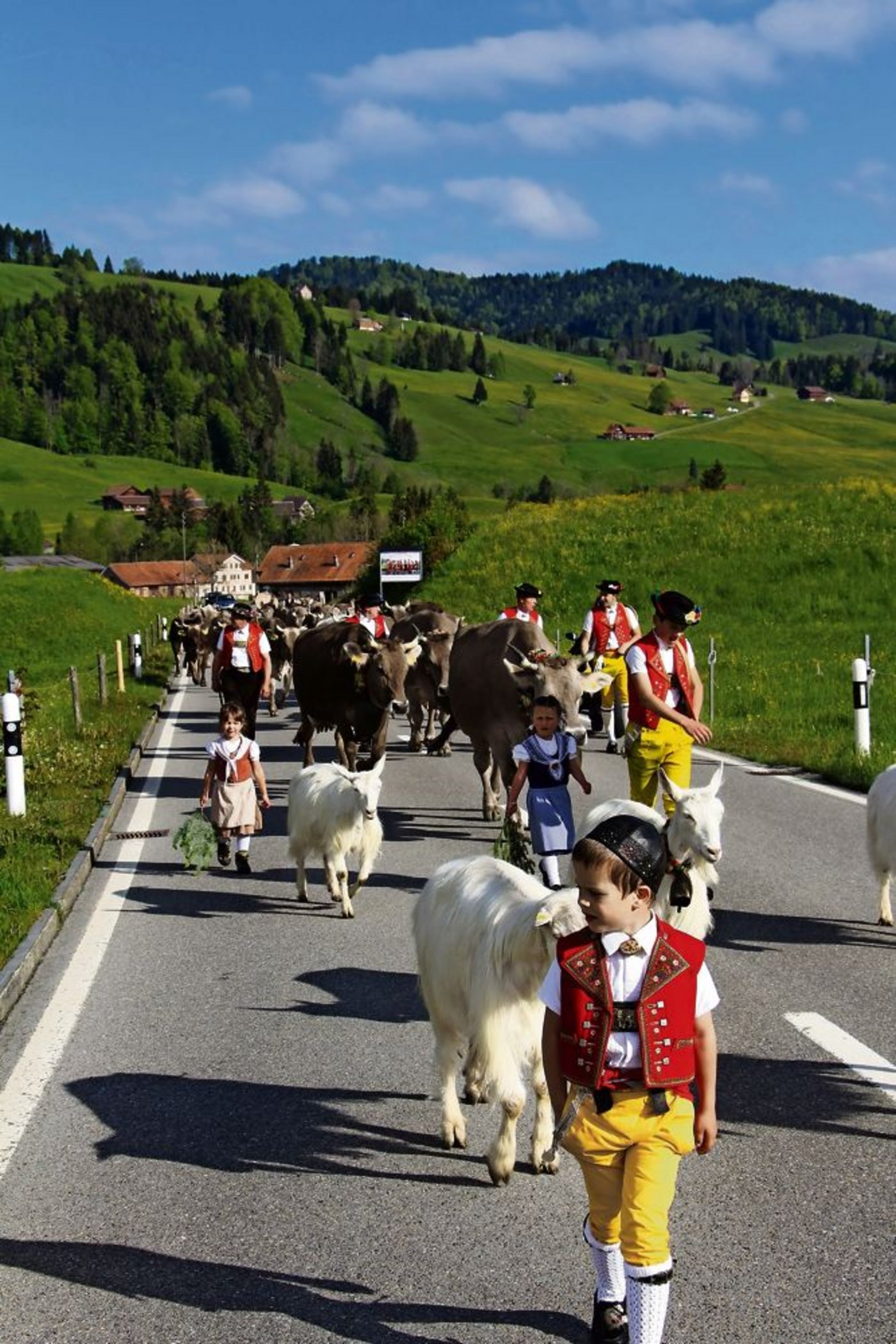 Das Sentum von vorn: Geissbub Andreas an der Spitze, dann die Geessmeetli, gefolgt vom Vorsenn. Die drei Schellenkühe mit den vier Sennen, wobei der «Gälhöseler» immer links geht. (Bild 1 von 9) (Bilder: Nadine Baumgartner)