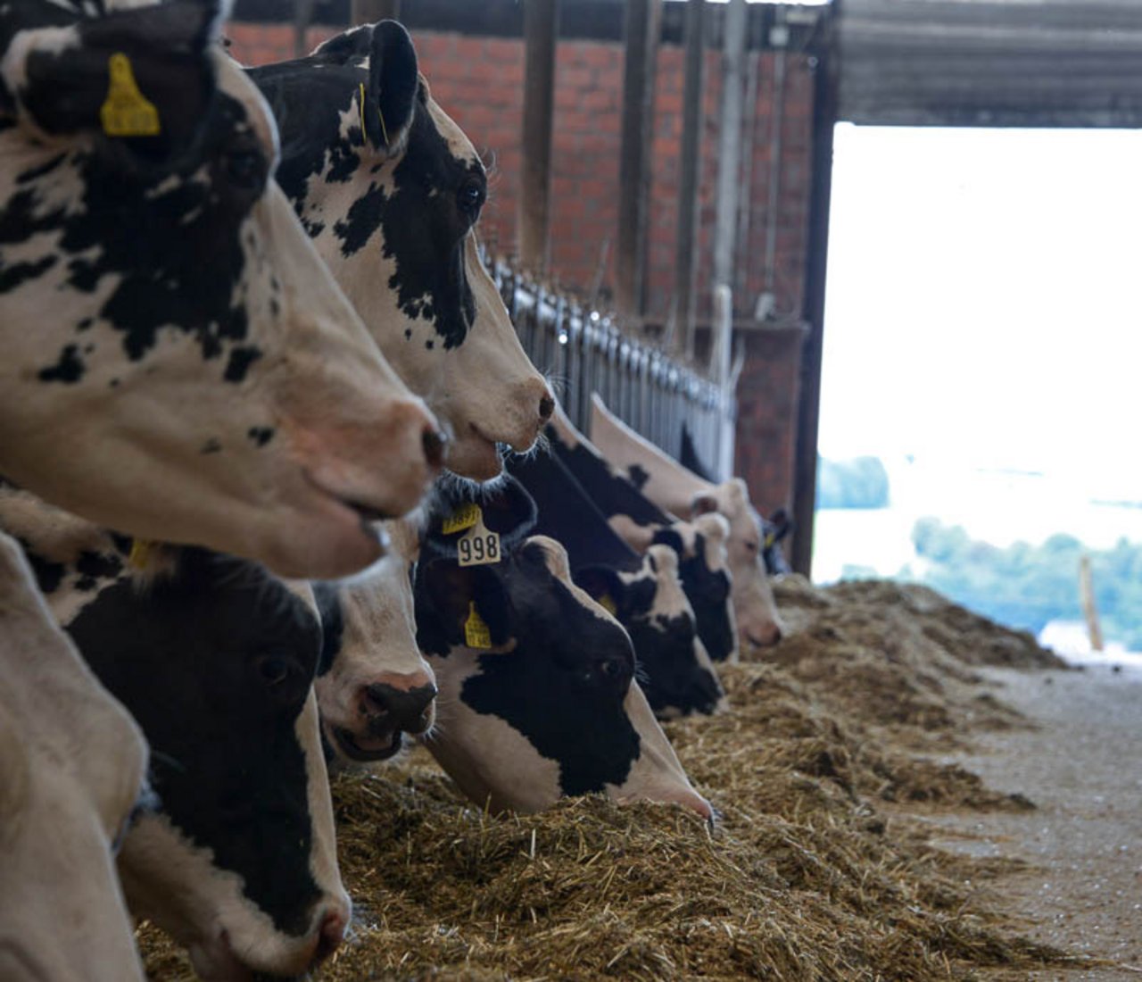Die Milchmarktlage in der EU hat sich zum ersten Mal seit Aufhebung der Milchquote stabilisiert. (Bild hja)