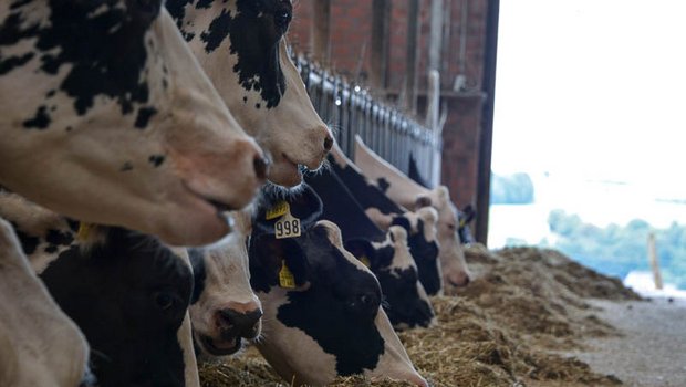 Die Milchmarktlage in der EU hat sich zum ersten Mal seit Aufhebung der Milchquote stabilisiert. (Bild hja)