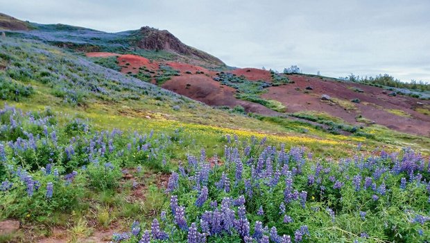 Bodenerosion ist zunehmend ein Problem in Island. Um des Problems Herr zu werden, hat man im 20. Jahrhundert fremde Pflanzen eingeführt, darunter die Alaska-Lupine. Das fremde Gewächs sorgt nun für überraschende Farbtupfer in der isländischen Landschaft. 