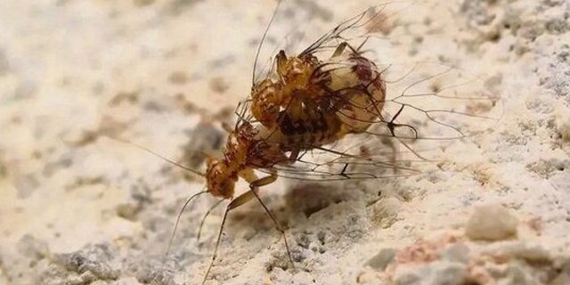 Umgekehrte Geschlechtermerkmale: Bei der Paarung der Staublaus ist das Männchen unten, das Weibchen oben.