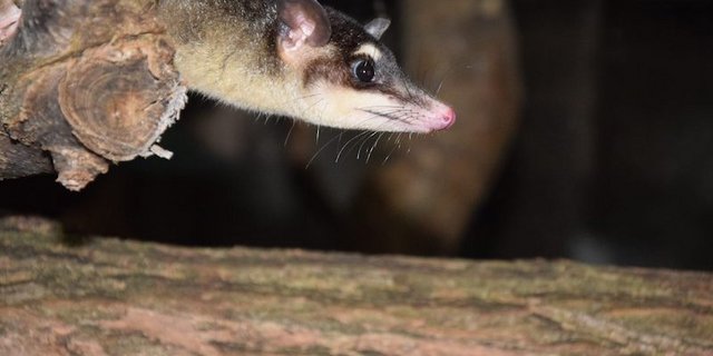 Die Opossums haben sich bereits gut eingelebt und sind sehr aktiv. (Bild z.V.g)