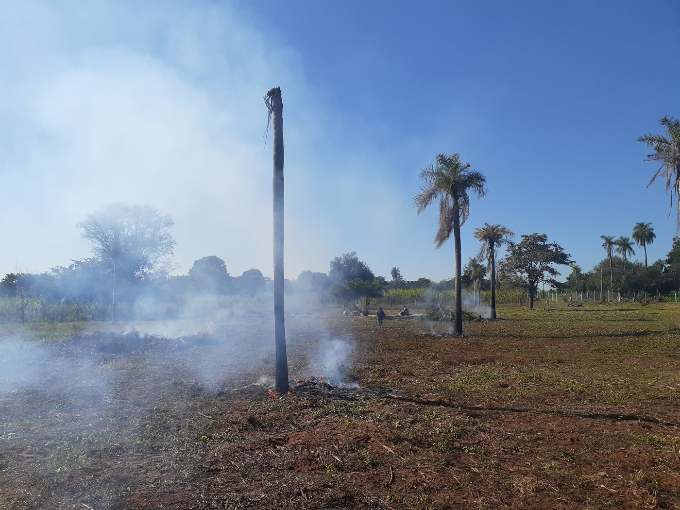 Auf dem Land von Michèle Huber und ihrer Familie sind bereits 34 Palmen gefällt worden. Sie dienen anschliessend als Futter, zum Feuer entfachen oder als Baumaterial. (Bild Michèle Huber)