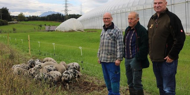 Stefan Schuler (betreut die Wollschweine), Gregor Wyss (Landeigentümer) und     Guido Leutenegger (Eigentümer der Wollschweine) v.l.n.r. Die Wollschweine     sollen das Erdmandelgras im Kanton Zug auf natürliche Art dezimieren (Bild zVg).