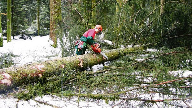 Eine gute Schutzausrüstung ist ein Muss für die Arbeiten im Wald. Viele Unfälle passieren beim Fällen der Bäume.(Bild BauZ)