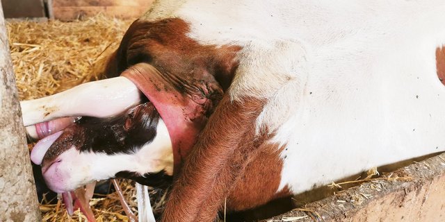 Ist jedes Jahr ein Kalb pro Kuh noch sinnvoll? Vor allem Kühe mit über 10 000 kg Milch muss man nicht schon nach drei Monaten nach dem Abkalben wieder besamen lassen.(Bild Simone Barth)