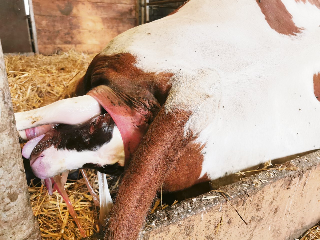 Ist jedes Jahr ein Kalb pro Kuh noch sinnvoll? Vor allem Kühe mit über 10 000 kg Milch muss man nicht schon nach drei Monaten nach dem Abkalben wieder besamen lassen.(Bild Simone Barth)