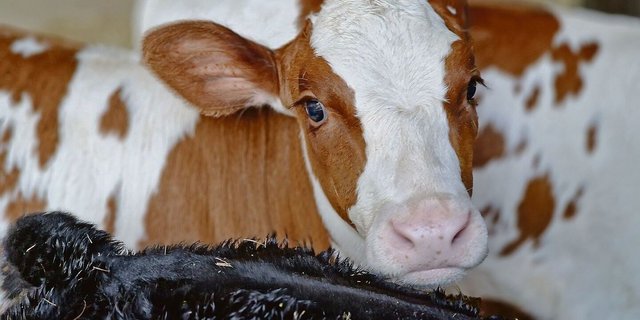 Die Kälber gehen beim Stallbau nicht selten vergessen. IP-Suisse und die Vetsuisse Fakultät planen daher ein Folgeprojekt zum «Freiluftkalb».