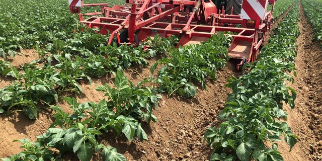 Beim herbizidfreien Anbau wird das Unkraut nur mechanisch reguliert. (Bild Sonja Basler, LZ Liebegg)