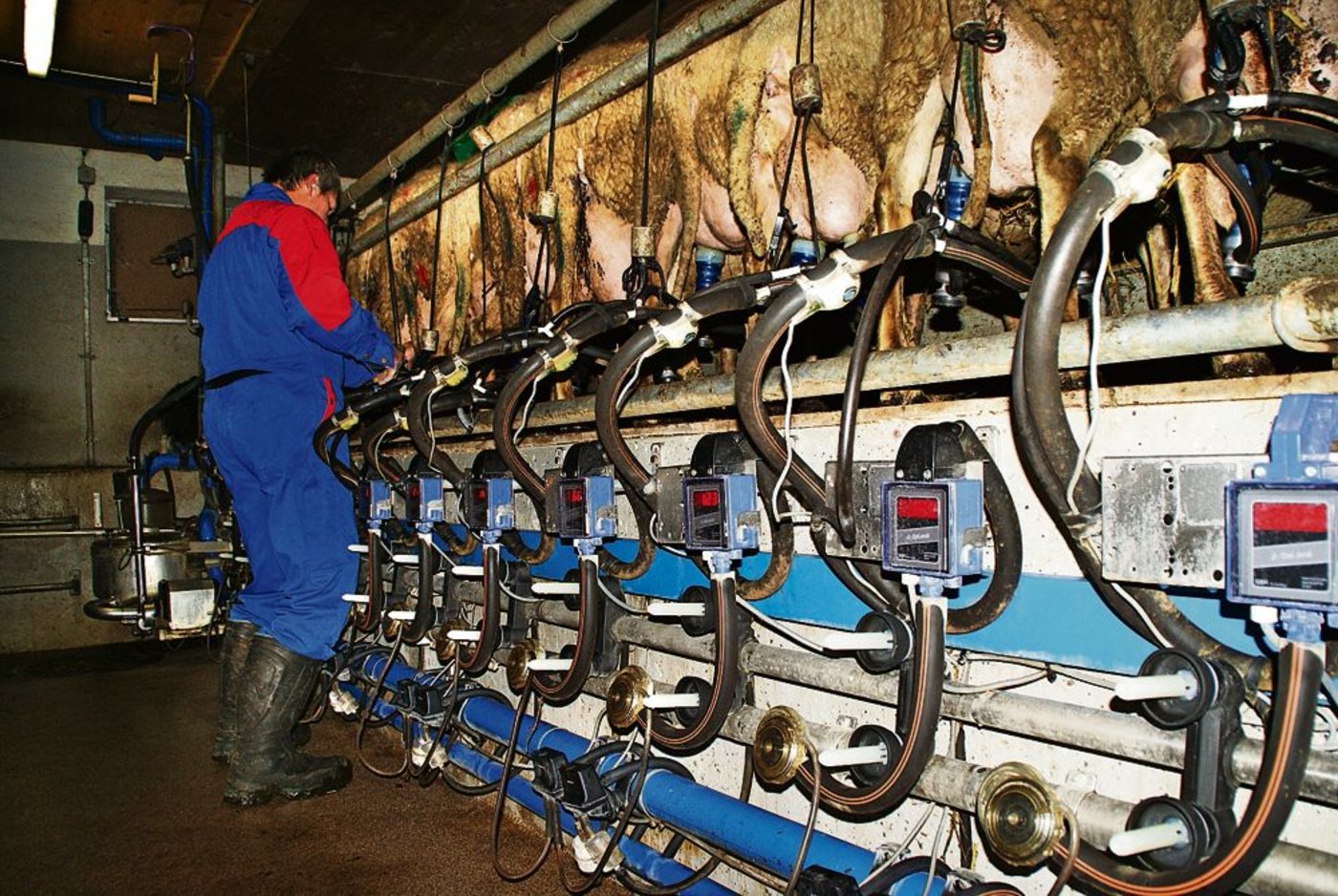 Das Melken dauert eine gute Stunde. 