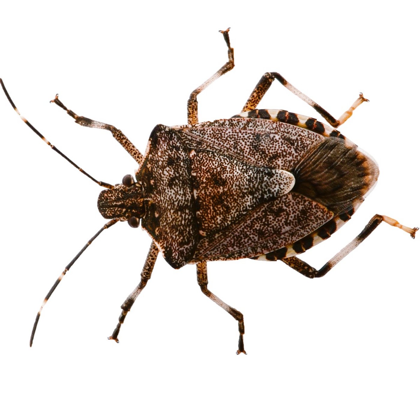 Die Wanze wird etwa zwölf bis 17 mm lang. (Bild Tim Haye, Cabi)