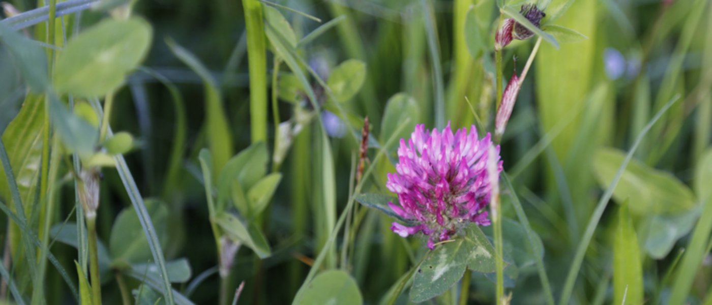 Der Schweizerische Bauernverband SBV kritisiert unter anderem, dass die zur korrekten Beurteilung nötigen Messgrössen fehlen würden. (Bild ji)