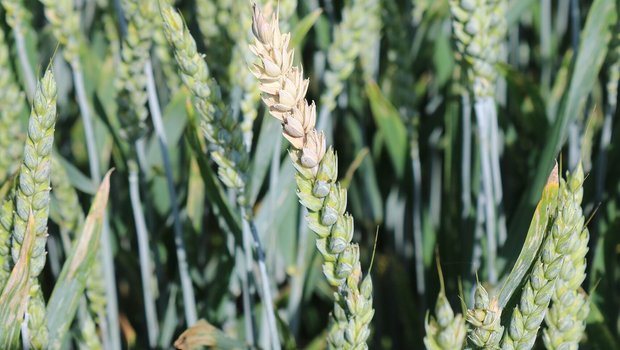 Bei einem Befall mit Fusarium graminearum kann die Ernte mit Mykotoxinen belastet werden. (Bild Agroscope/Drakopoulos D.)