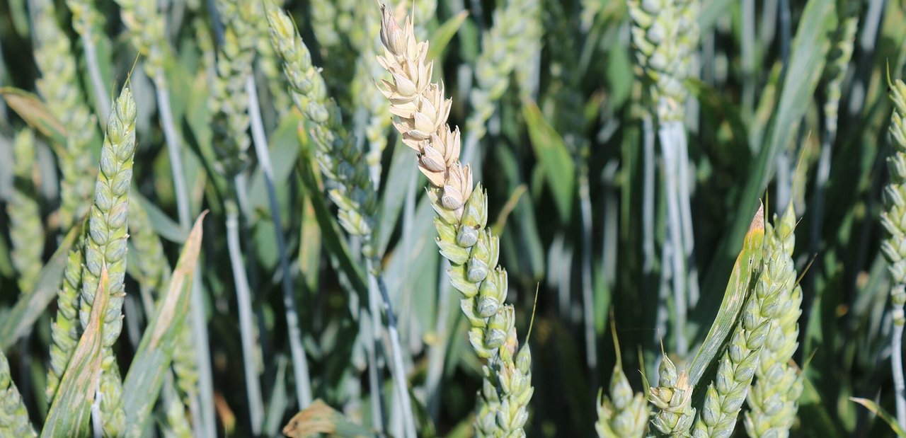 Bei einem Befall mit Fusarium graminearum kann die Ernte mit Mykotoxinen belastet werden. (Bild Agroscope/Drakopoulos D.)