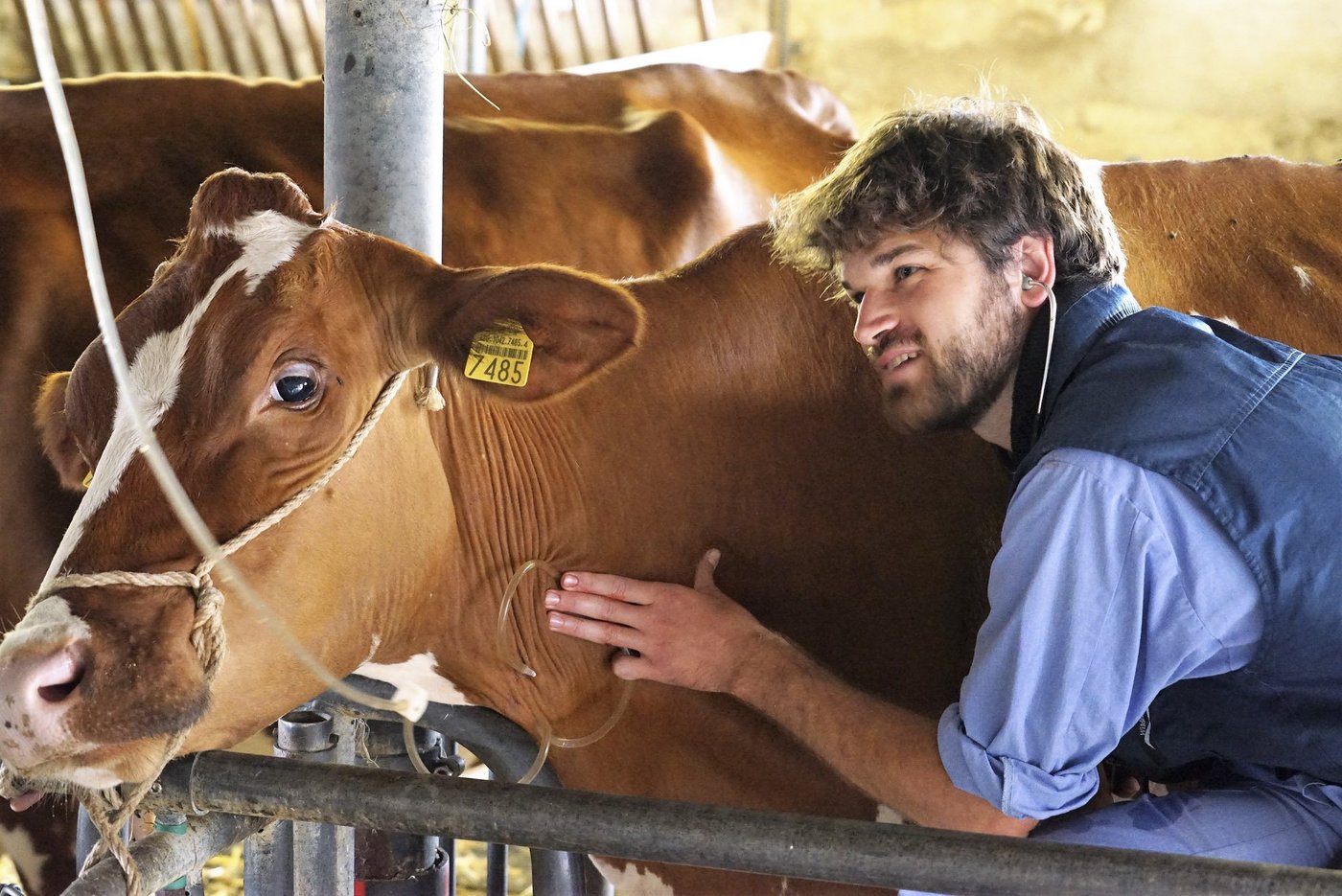 Kranke Tiere sind oft eine Folge von u.a. ungesunden Haltungssystemen oder tierischen Leistungen. (Bild lid)