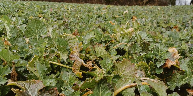 Jetzt nichtnervös werden, auch wenn die Pflanzen bereits gross sind. (Bild sb)