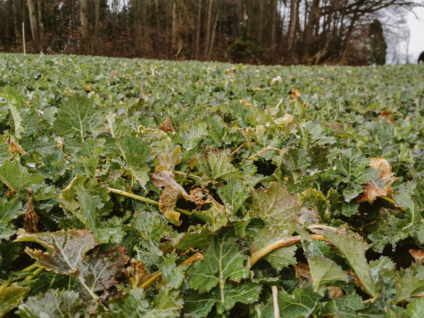 Jetzt nichtnervös werden, auch wenn die Pflanzen bereits gross sind. (Bild sb)
