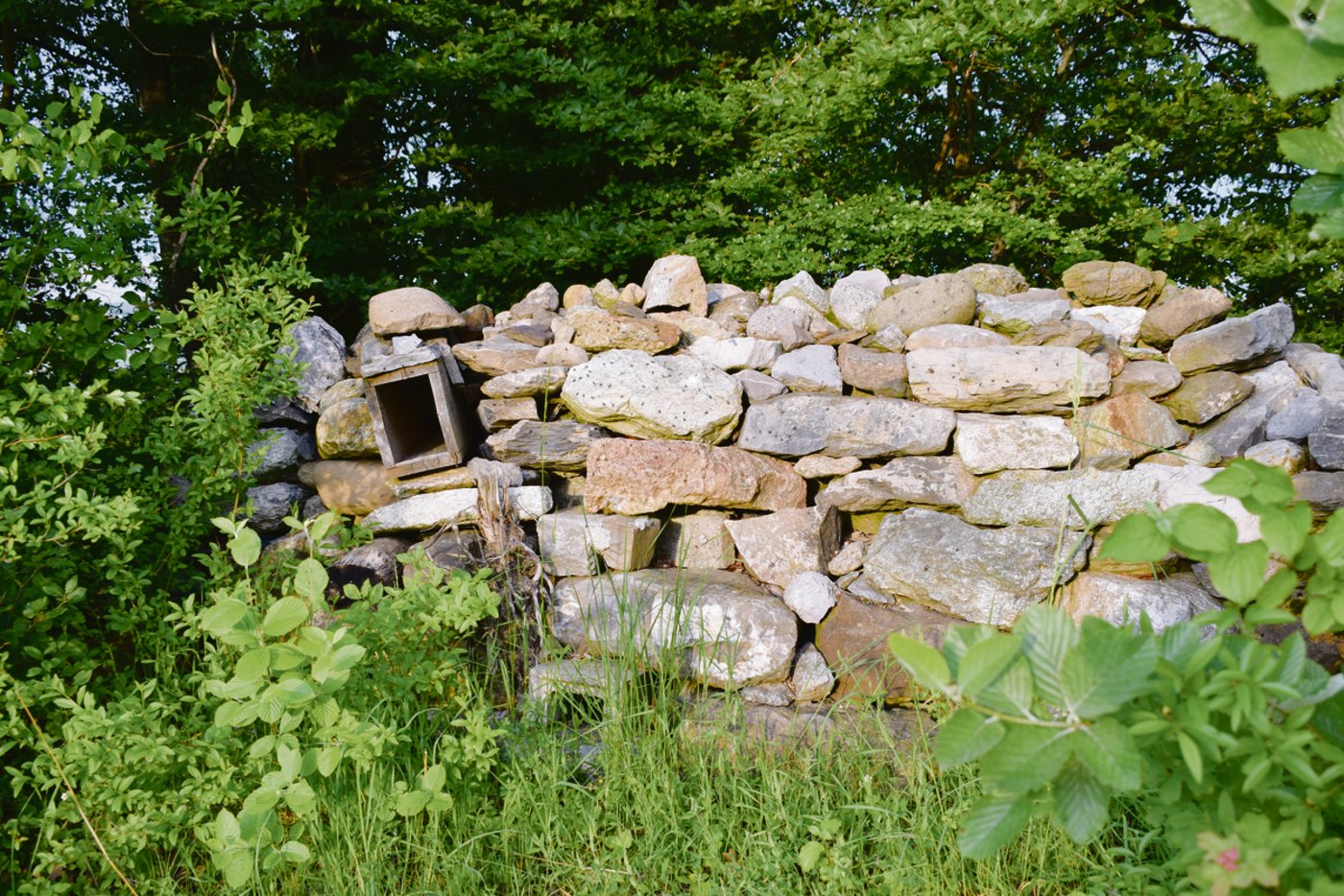 Hier könnte ein Wiesel wohnen: Bisher hinterliessen jedoch mehrheitlich Katzen ihre Spuren.