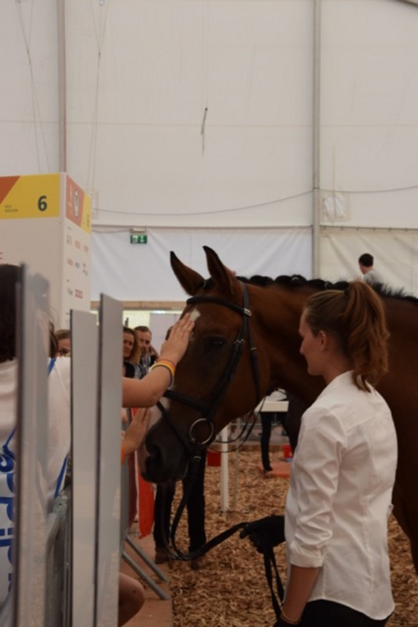 Alle wollen streicheln: Die Pferde sind ein Publikumsmagnet.