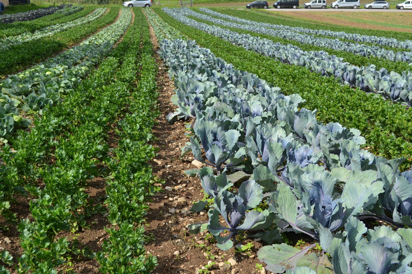 Teil des Programms war auch die Besichtigung einiger Gemüseparzellen des BioRiem-Betriebs der Familie Riem in Kirchdorf. Innert kürzester Zeit erreichte der neue Betriebsleiter Philippe Riem dank effizienten Programmen aus Deutschland viele Kunden. (Bild BauernZeitung/Sera Hostettler)