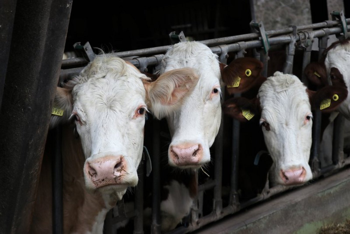 An der Tagung steht die Tiergesundheit im Zentrum. (Symbolbild BauZ)