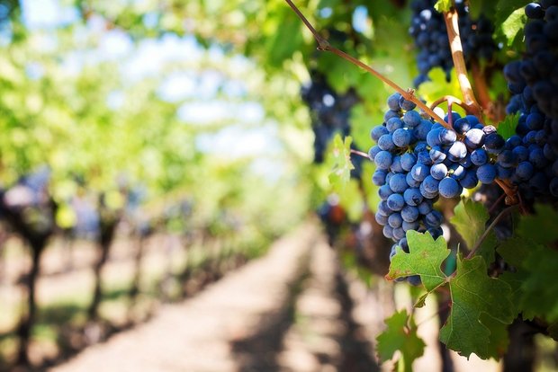 Nicht nur die Farbe der Traube, auch die Sorte und stark auch das Wetter während der Saison prägen den Wein. (Bild JillWellington / Pixabay)