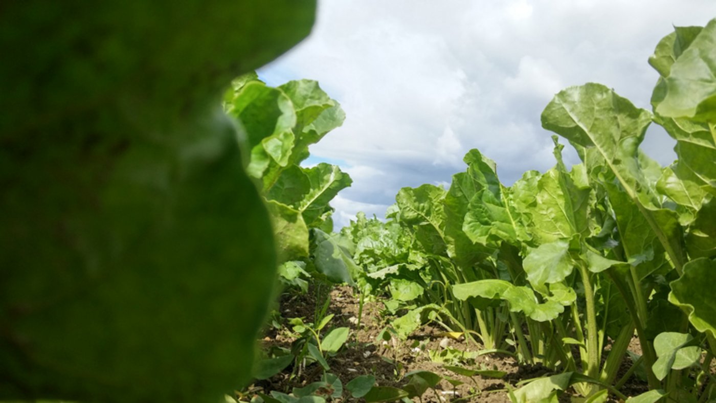 Russland steigert die Zuckerrüben-Fläche zum dritten Mal in Folge. (Symbolbild ji))