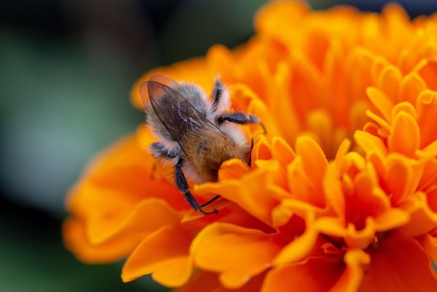 Eine Wildbiene an der Arbeit. Ihr Einsatz kann auch im Erwerbsobstbau genutzt werden. (Bild Pexels)