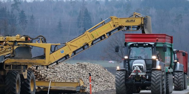 Die Ernte der konventionellen Zuckerrüben startete am 24. September. Starke Regenfälle erschweren aber die Ernte und Lieferung. (Bild BauZ)