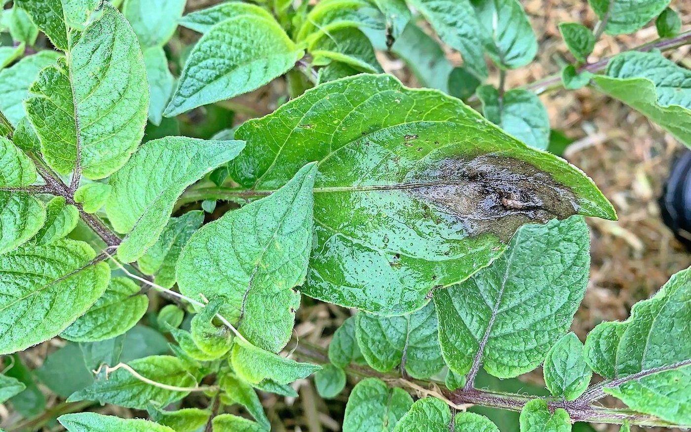 Um einen Befall mit Krautfäule zu verhindern, muss ein lückenloser Pflanzenschutz über die ganze Kulturdauer bestehen.