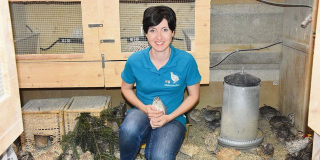 Anita Brülhart mit einer ihrer Wachteln. Alle Tiere in ihrem Stall sind handzahm. (Bild Bettina Mäder)