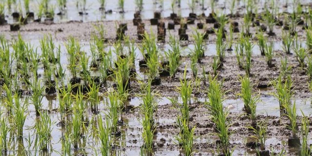 Bereits zum zweiten Mal wird in der Nähe von Brugg AG Reis im Nassanbau produziert. (Bild as) 