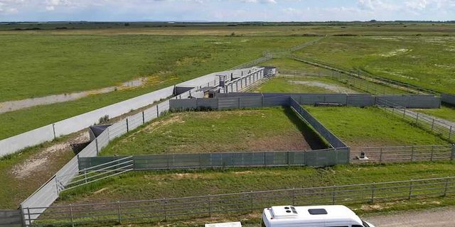 Auf etwa 3'000 Hektaren leben in Rumänien 800 Bisons. (Bild zVg)