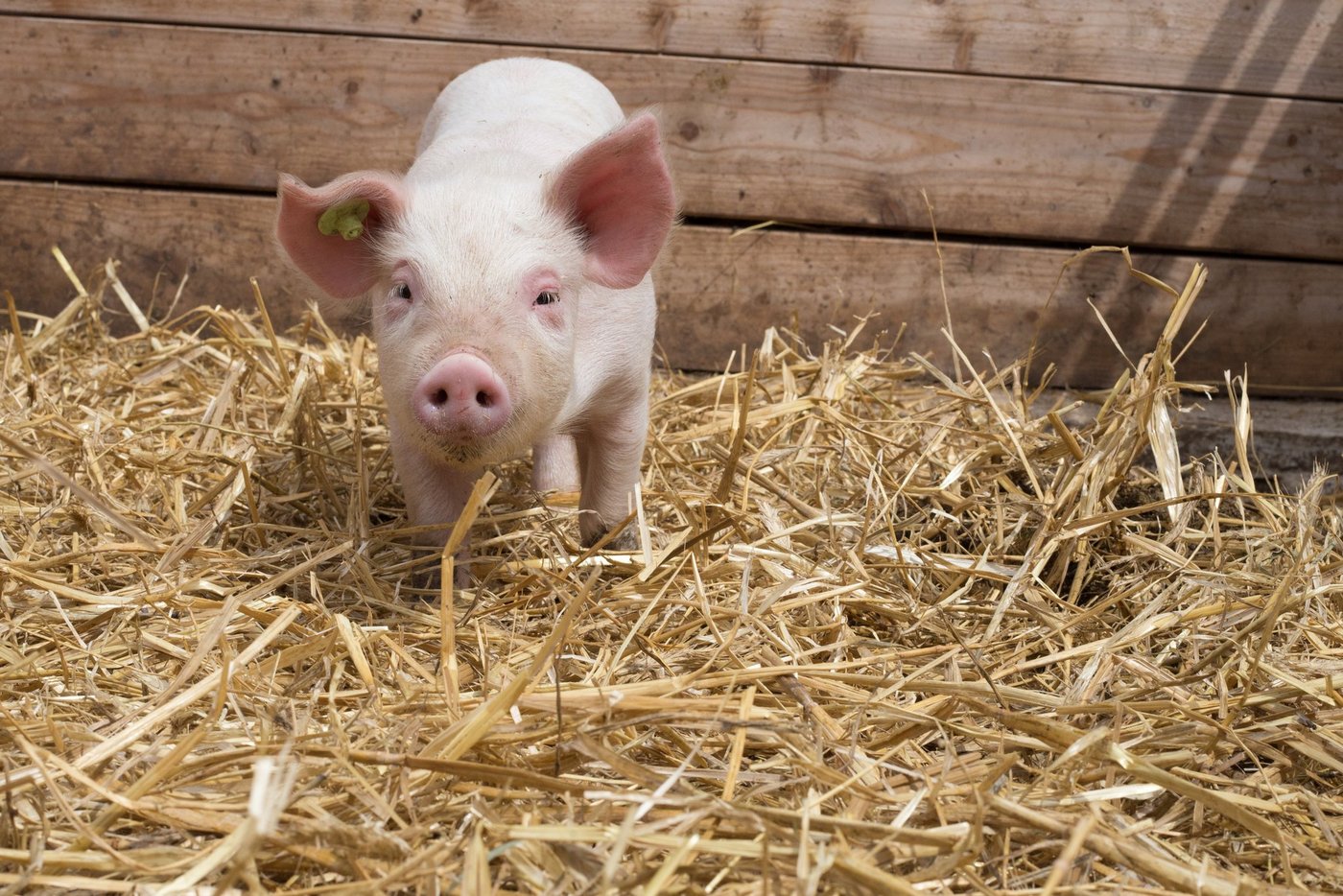 Herrscht Futterknappheit, müssen Biobetriebe als erste Prioriät EU-Bio beantragen, bevor sie zu konventionellen Alternativen aus der Schweiz greifen. (Bild Pixabay) 