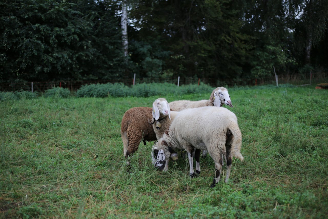 Eine Professionalisierung von Schweizer Schafbetrieben würde dank Produktion vor Ort mit lokalen Ressourcen der Schweizer Landwirtschaft mehr Wertschöpfung bringen. (Bild lid)