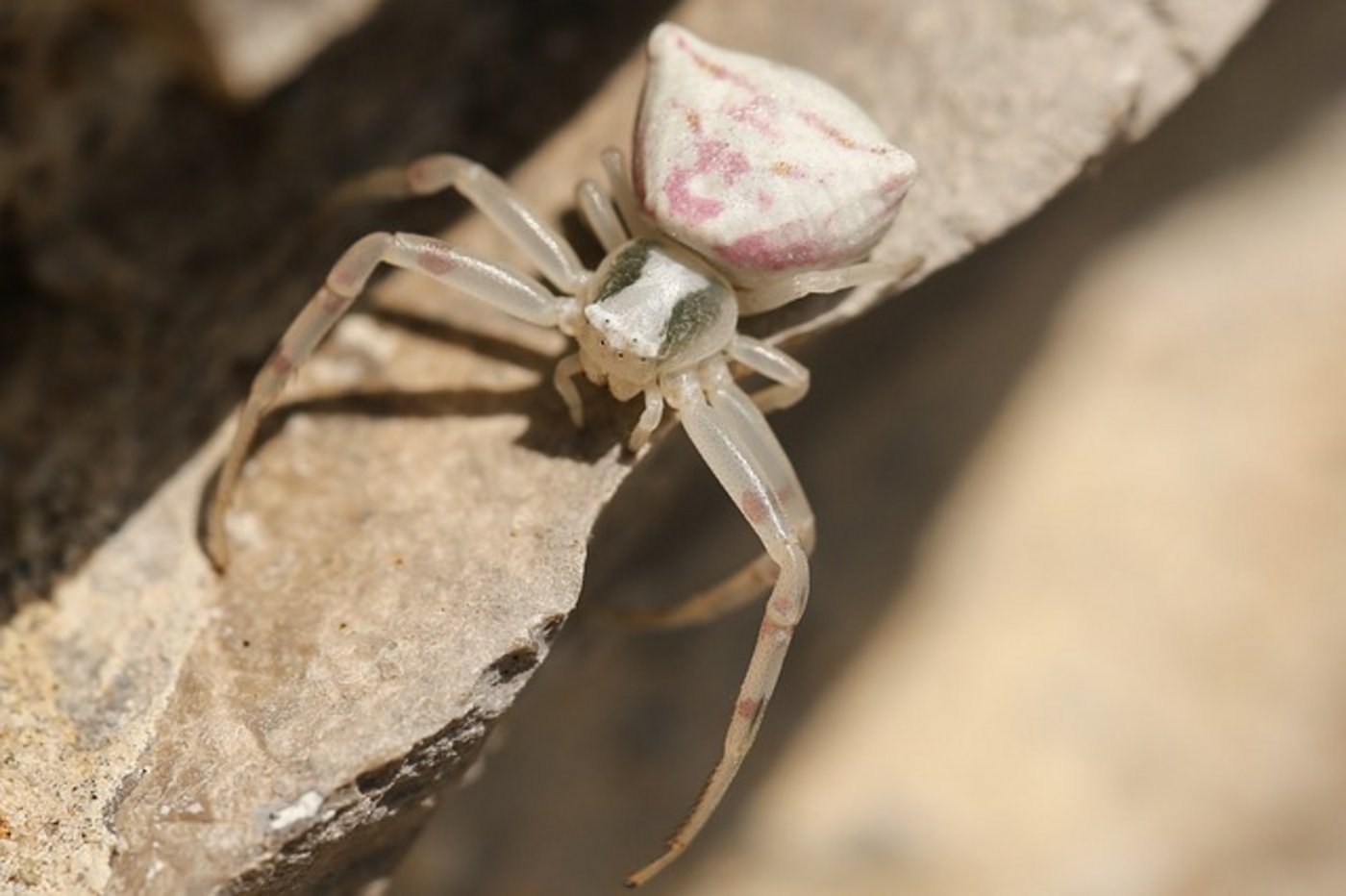 Es stellte sich heraus, dass es sich beim Tier um eine leicht giftige Krabbenspinne handelt. (Symbolbild pixabay)