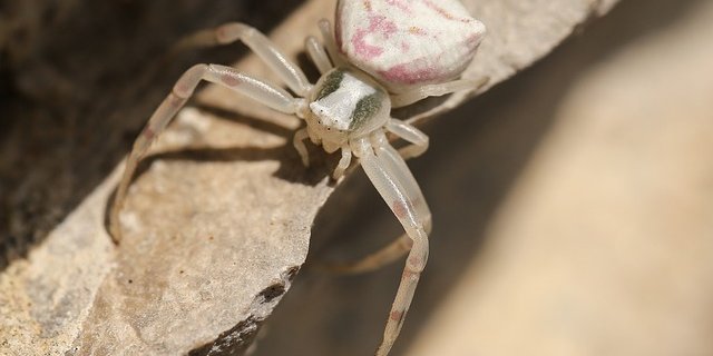 Es stellte sich heraus, dass es sich beim Tier um eine leicht giftige Krabbenspinne handelt. (Symbolbild pixabay)