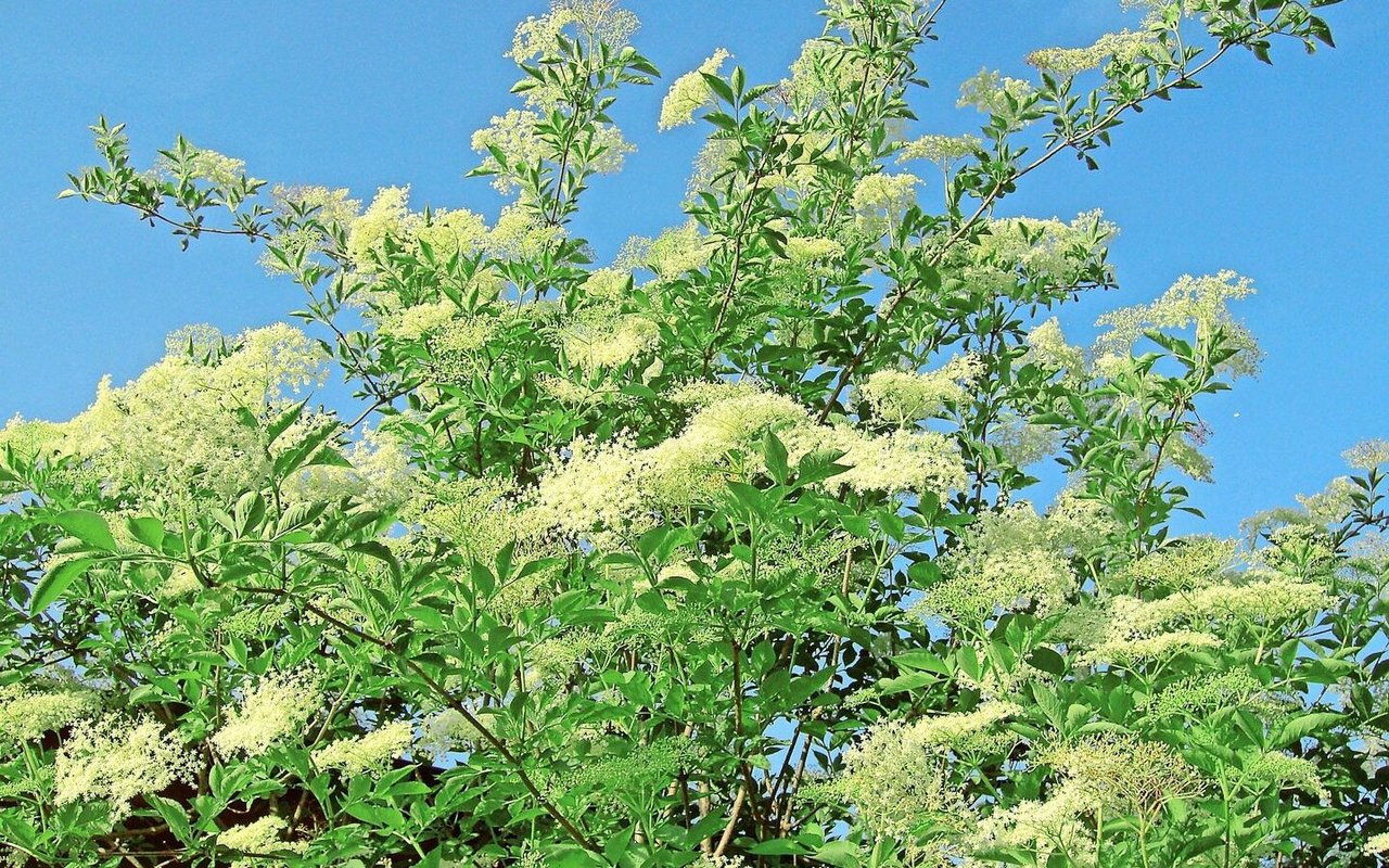 Der Schwarze Holunder hat viel zu bieten, nicht nur fürs Auge: Wurzeln, Rinde, Blätter, Blüten und Beeren können verwertet werden.