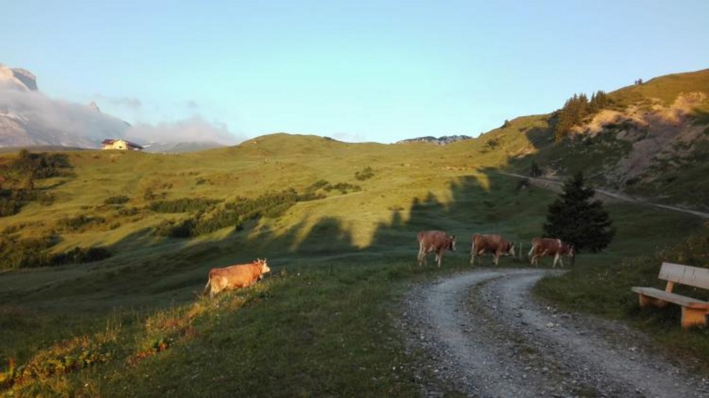 Nicht immer machen die Kühe das, war Jessica Rinnerthaler von ihnen erwarten würde.