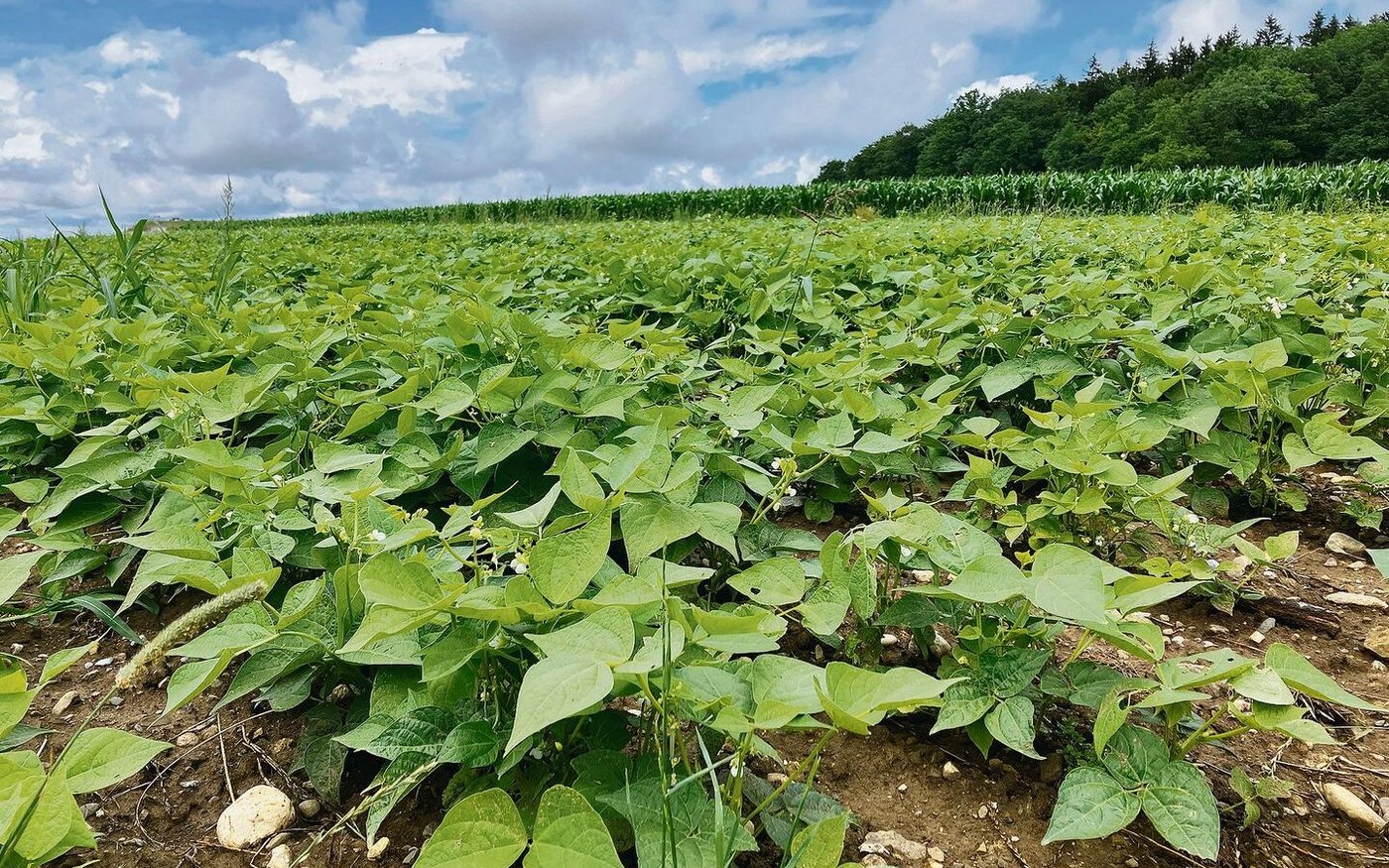 Ein Vorteil der Buschbohnen ist, dass sie konkurrenzstärker sind als andere Körnerleguminosen. Auch haben sie im Gegensatz zu Kichererbsen weniger Mühe mit Nässe.
