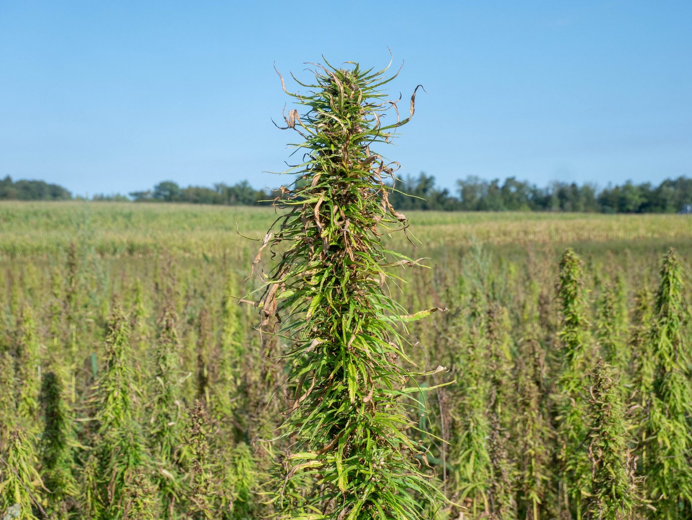 Beim Speisehanf werden die Körner geerntet für die Herstellung von Öl oder geschält als Nüsschen.